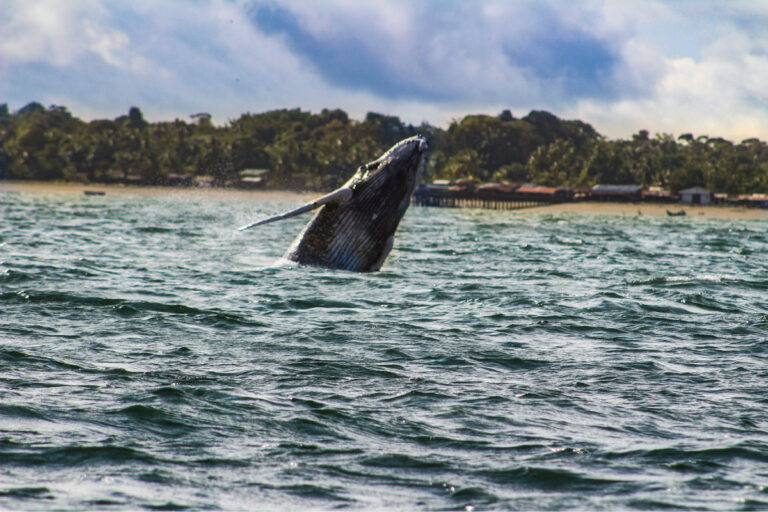Avistamiento de ballenas en Buenaventura